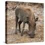 Awesome South Africa Collection Square - Warthog-Philippe Hugonnard-Stretched Canvas