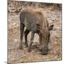 Awesome South Africa Collection Square - Warthog-Philippe Hugonnard-Mounted Photographic Print