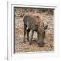 Awesome South Africa Collection Square - Warthog-Philippe Hugonnard-Framed Photographic Print