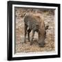 Awesome South Africa Collection Square - Warthog-Philippe Hugonnard-Framed Photographic Print