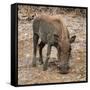 Awesome South Africa Collection Square - Warthog-Philippe Hugonnard-Framed Stretched Canvas