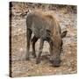 Awesome South Africa Collection Square - Warthog-Philippe Hugonnard-Stretched Canvas