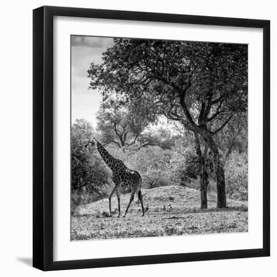 Awesome South Africa Collection Square - Wild Giraffe B&W-Philippe Hugonnard-Framed Photographic Print