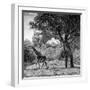 Awesome South Africa Collection Square - Wild Giraffe B&W-Philippe Hugonnard-Framed Photographic Print