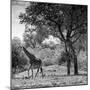 Awesome South Africa Collection Square - Wild Giraffe B&W-Philippe Hugonnard-Mounted Photographic Print