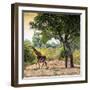 Awesome South Africa Collection Square - Wild Giraffe-Philippe Hugonnard-Framed Photographic Print