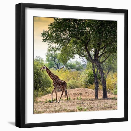 Awesome South Africa Collection Square - Wild Giraffe-Philippe Hugonnard-Framed Photographic Print