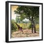 Awesome South Africa Collection Square - Wild Giraffe-Philippe Hugonnard-Framed Photographic Print