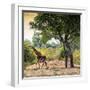 Awesome South Africa Collection Square - Wild Giraffe-Philippe Hugonnard-Framed Photographic Print