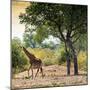 Awesome South Africa Collection Square - Wild Giraffe-Philippe Hugonnard-Mounted Photographic Print