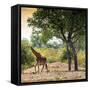 Awesome South Africa Collection Square - Wild Giraffe-Philippe Hugonnard-Framed Stretched Canvas