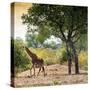 Awesome South Africa Collection Square - Wild Giraffe-Philippe Hugonnard-Stretched Canvas