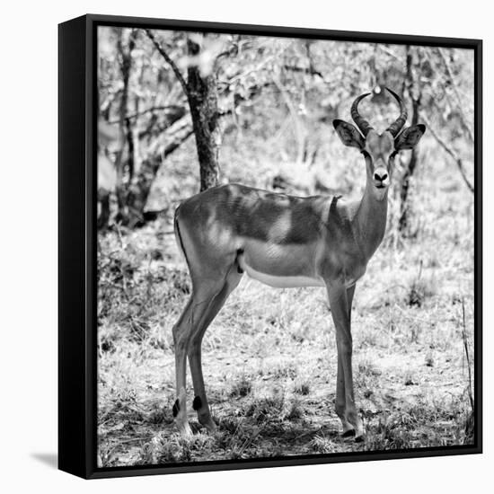 Awesome South Africa Collection Square - Young Impala Portrait B&W-Philippe Hugonnard-Framed Stretched Canvas