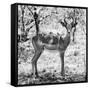 Awesome South Africa Collection Square - Young Impala Portrait B&W-Philippe Hugonnard-Framed Stretched Canvas