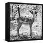 Awesome South Africa Collection Square - Young Impala Portrait B&W-Philippe Hugonnard-Framed Stretched Canvas