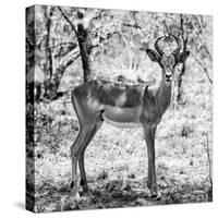 Awesome South Africa Collection Square - Young Impala Portrait B&W-Philippe Hugonnard-Stretched Canvas