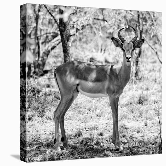 Awesome South Africa Collection Square - Young Impala Portrait B&W-Philippe Hugonnard-Stretched Canvas