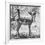 Awesome South Africa Collection Square - Young Impala Portrait B&W-Philippe Hugonnard-Framed Photographic Print
