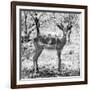 Awesome South Africa Collection Square - Young Impala Portrait B&W-Philippe Hugonnard-Framed Photographic Print