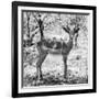 Awesome South Africa Collection Square - Young Impala Portrait B&W-Philippe Hugonnard-Framed Photographic Print