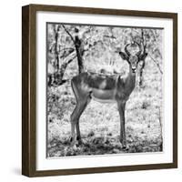 Awesome South Africa Collection Square - Young Impala Portrait B&W-Philippe Hugonnard-Framed Photographic Print