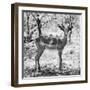 Awesome South Africa Collection Square - Young Impala Portrait B&W-Philippe Hugonnard-Framed Photographic Print