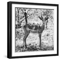 Awesome South Africa Collection Square - Young Impala Portrait B&W-Philippe Hugonnard-Framed Photographic Print