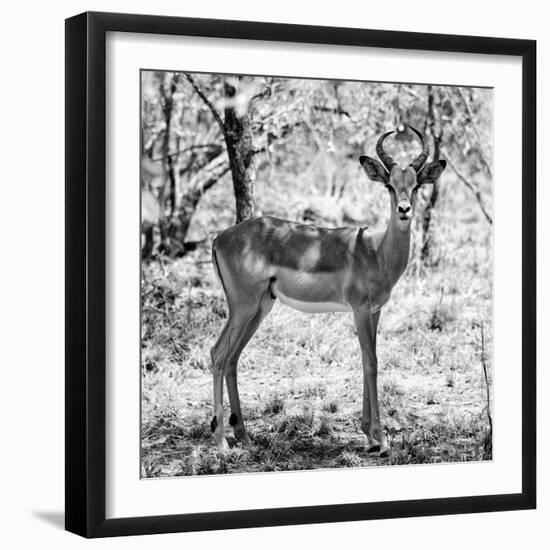 Awesome South Africa Collection Square - Young Impala Portrait B&W-Philippe Hugonnard-Framed Photographic Print