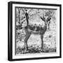 Awesome South Africa Collection Square - Young Impala Portrait B&W-Philippe Hugonnard-Framed Photographic Print