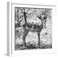 Awesome South Africa Collection Square - Young Impala Portrait B&W-Philippe Hugonnard-Framed Photographic Print