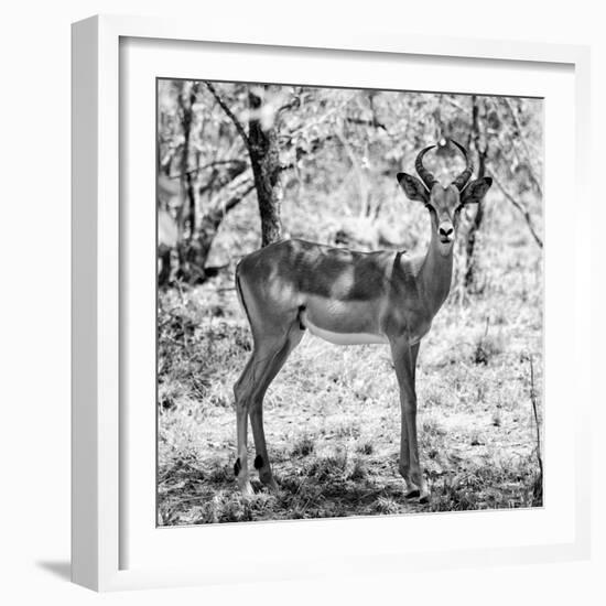 Awesome South Africa Collection Square - Young Impala Portrait B&W-Philippe Hugonnard-Framed Photographic Print