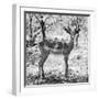 Awesome South Africa Collection Square - Young Impala Portrait B&W-Philippe Hugonnard-Framed Photographic Print