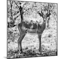 Awesome South Africa Collection Square - Young Impala Portrait B&W-Philippe Hugonnard-Mounted Photographic Print