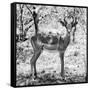 Awesome South Africa Collection Square - Young Impala Portrait B&W-Philippe Hugonnard-Framed Stretched Canvas