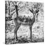 Awesome South Africa Collection Square - Young Impala Portrait B&W-Philippe Hugonnard-Stretched Canvas