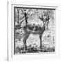 Awesome South Africa Collection Square - Young Impala Portrait B&W-Philippe Hugonnard-Framed Photographic Print