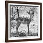 Awesome South Africa Collection Square - Young Impala Portrait B&W-Philippe Hugonnard-Framed Photographic Print