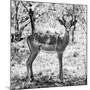 Awesome South Africa Collection Square - Young Impala Portrait B&W-Philippe Hugonnard-Mounted Photographic Print