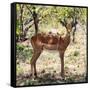 Awesome South Africa Collection Square - Young Impala Portrait-Philippe Hugonnard-Framed Stretched Canvas