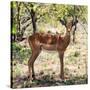 Awesome South Africa Collection Square - Young Impala Portrait-Philippe Hugonnard-Stretched Canvas