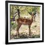 Awesome South Africa Collection Square - Young Impala Portrait-Philippe Hugonnard-Framed Photographic Print