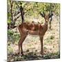 Awesome South Africa Collection Square - Young Impala Portrait-Philippe Hugonnard-Mounted Photographic Print