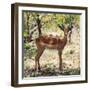 Awesome South Africa Collection Square - Young Impala Portrait-Philippe Hugonnard-Framed Photographic Print