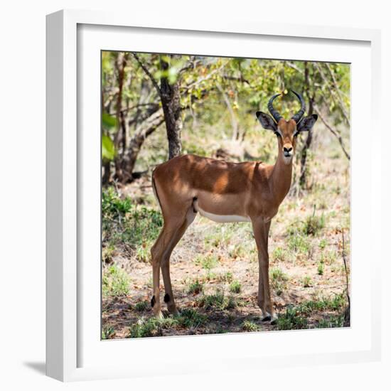 Awesome South Africa Collection Square - Young Impala Portrait-Philippe Hugonnard-Framed Photographic Print