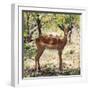 Awesome South Africa Collection Square - Young Impala Portrait-Philippe Hugonnard-Framed Photographic Print