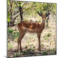 Awesome South Africa Collection Square - Young Impala Portrait-Philippe Hugonnard-Mounted Photographic Print