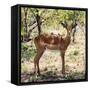 Awesome South Africa Collection Square - Young Impala Portrait-Philippe Hugonnard-Framed Stretched Canvas