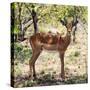 Awesome South Africa Collection Square - Young Impala Portrait-Philippe Hugonnard-Stretched Canvas