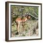 Awesome South Africa Collection Square - Young Impala-Philippe Hugonnard-Framed Photographic Print