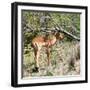 Awesome South Africa Collection Square - Young Impala-Philippe Hugonnard-Framed Photographic Print